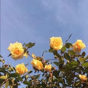 Meet your Posher, Patricia